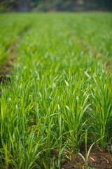 Green wheat agriculture field at india.