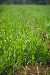 Green wheat agriculture field at india.