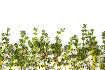 thyme isolated on white background