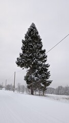 A beautiful fir tree was cut off because of the wires - obrazy, fototapety, plakaty