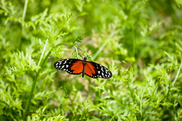 Heliconius hecale, the tiger longwing, Hecale longwing, golden longwing or golden heliconian, is a heliconiid butterfly that occurs from Mexico to the Peruvian Amazon. 