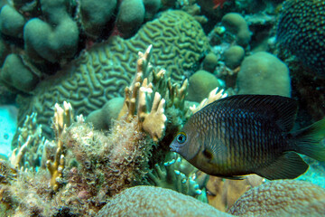 Naklejka na ściany i meble Extremely dangerous scorpionfish Scorpaenidae resting on the coral