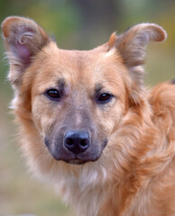 ginger mongrel dog at animal shelter