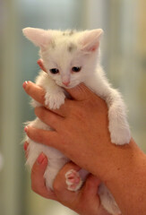 little white kitten one month old in hands