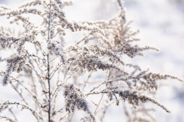 snow covered branches