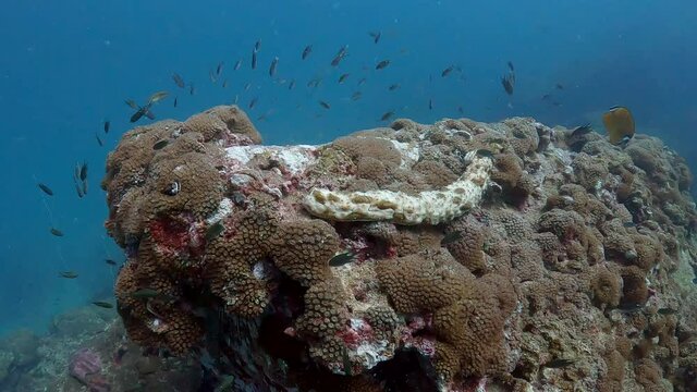 Under water film of tropical waters in Thailand - large coral with small fish and a large sea snake creature eating off the corals