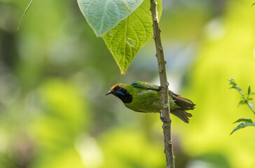 Leaf Bird