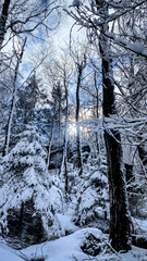 trees in the snow in Lusatian Mountains, Czech Republic