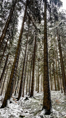 Fototapeta premium forest in winter