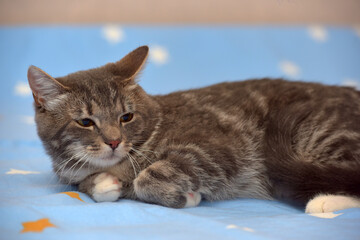 European shorthair cat with a frightened look