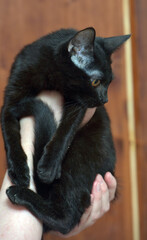 young black cat with orange eyes in hands