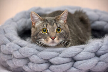 Naklejka premium European shorthair cat with a frightened look