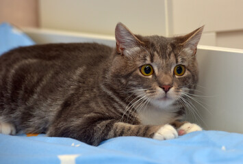 European shorthair cat with a frightened look