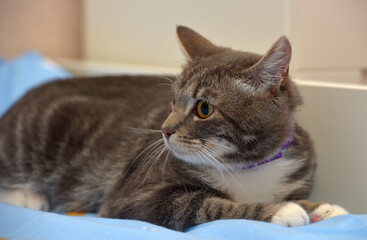 European shorthair cat with a frightened look