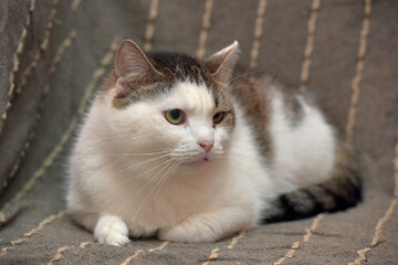 white and gray plump shorthair cat