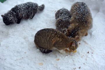 stray cats eat in the snow in winter in frost