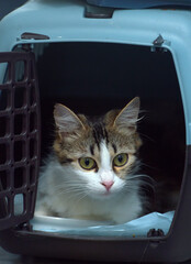 cat sitting in pet carrier