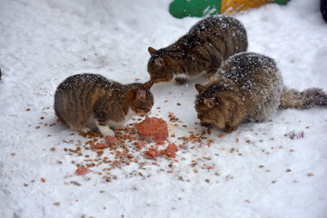 stray cats eat in the snow in winter in frost - 479747722