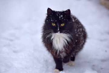 black and white cat freezing in the snow