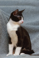 Fototapeta premium black and white cute young kitten