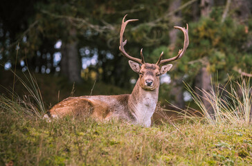 deer in the wild nature in the netherlands - obrazy, fototapety, plakaty