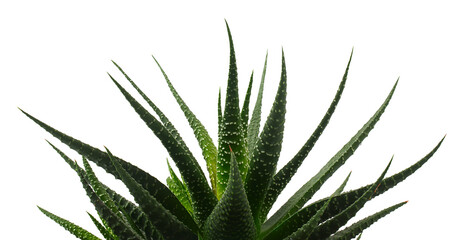 Fototapeta premium haworthia plant isolated on white backrgound
