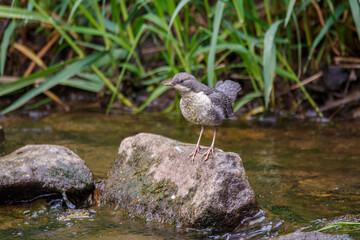juvenile Wasseramsel