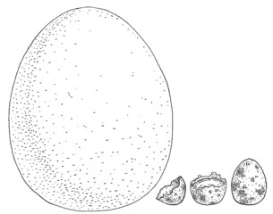 Quail and ostrich egg. Vintage vector engraving black