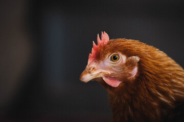 laying hen in the field