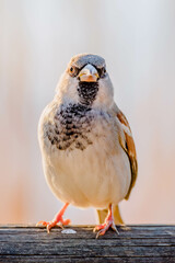 house sparrow resting while sunbathing