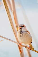 house sparrow resting while sunbathing