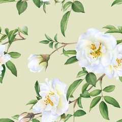 Seamless floral pattern with bouquets of the wild white roses, buds and green leaves hand drawn in watercolor isolated on a light green background. Watercolor floral pattern.	
