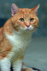 cat with a broken leg and a fixing structure on the paw