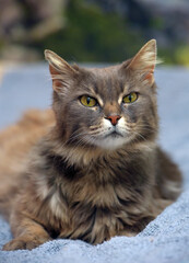 Naklejka na ściany i meble Beautiful gray fluffy cat with yellow eyes