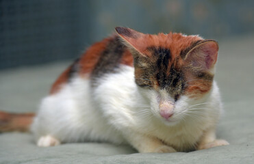 blind tricolor cat at animal shelter