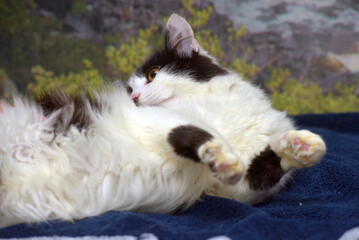 beautiful long-haired black and white cat