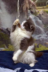 gray and white fluffy Norwegian forest cat playful