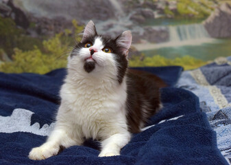 beautiful long-haired black and white cat