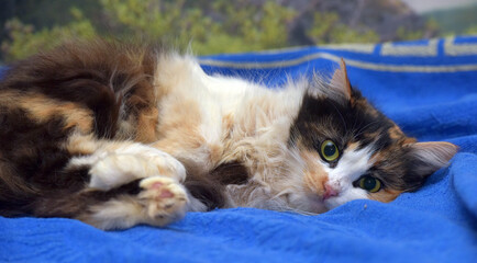 tricolor   cat with big frightened eyes