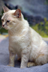 cute little beautiful thai cat