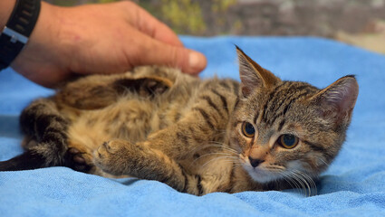 brown tabby kitten european shorthair