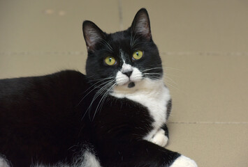 black and white european shorthair cat with yellow eyes