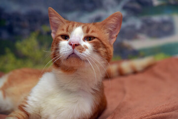 red with white beautiful domestic cat
