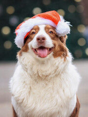 Aussie dog Australian Shepherd near the Christmas tree with bags for gifts