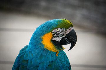blue and yellow macaw