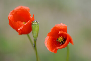 Coquelicot 2