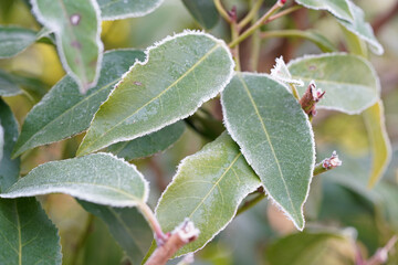 Feuille gelée