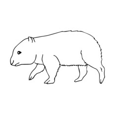 Vector hand drawn doodle sketch wombat isolated on white background