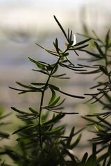 branch in the fog
