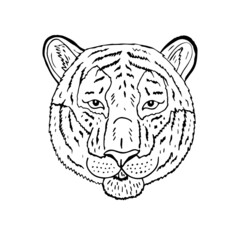 Vector hand drawn doodle sketch tiger head isolated on white background